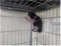 유기동물 - 한국 고양이